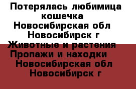 Потерялась любимица кошечка - Новосибирская обл., Новосибирск г. Животные и растения » Пропажи и находки   . Новосибирская обл.,Новосибирск г.